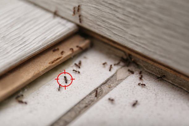 Best Pest Removal Services  in Tuba City, AZ