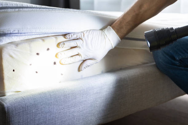 Best Best Pest Control Companies  in Tuba City, AZ