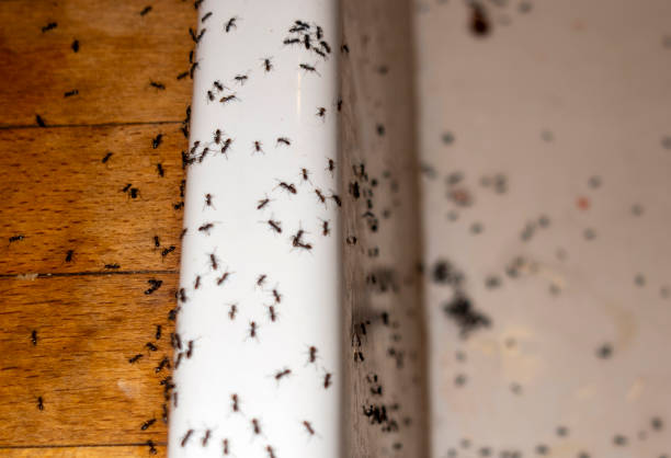 Best Affordable Pest Control Services  in Tuba City, AZ