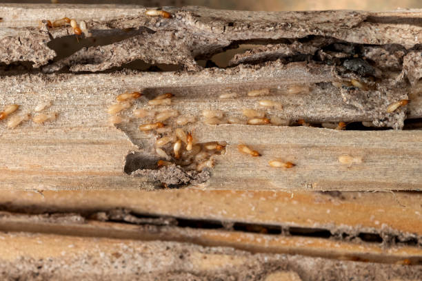 Best Best Pest Control Companies  in Tuba City, AZ